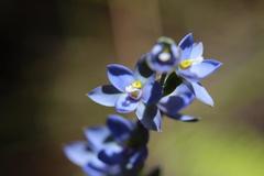 Thelymitra aemula