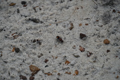 Ephutomorpha venusta