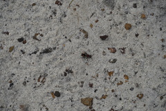 Ephutomorpha venusta