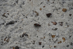 Ephutomorpha venusta