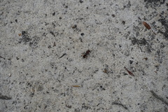 Ephutomorpha venusta