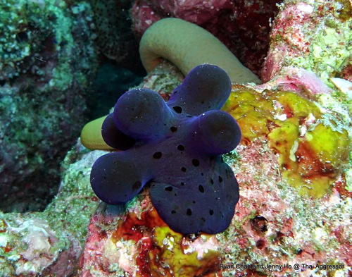 Velvet Snail — seen at this dive site