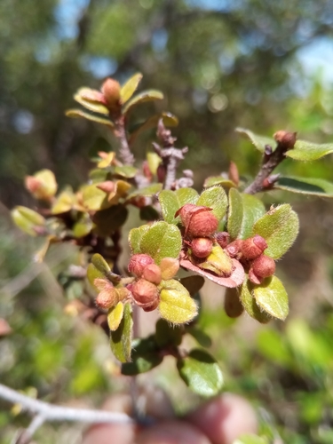 Xerochlamys bojeriana