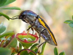 Castiarina xanthopilosa