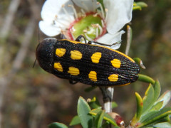 Castiarina xanthopilosa