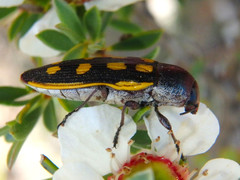 Castiarina xanthopilosa