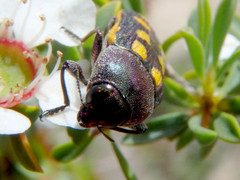Castiarina xanthopilosa