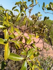 Kaliphora madagascariensis