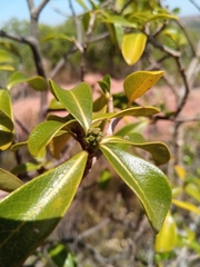 Kaliphora madagascariensis