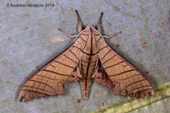 Marumba tigrina