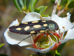 Castiarina parallela