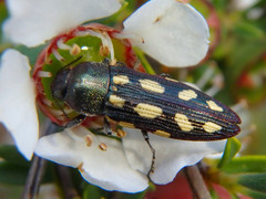 Castiarina parallela