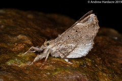 Masca abactalis