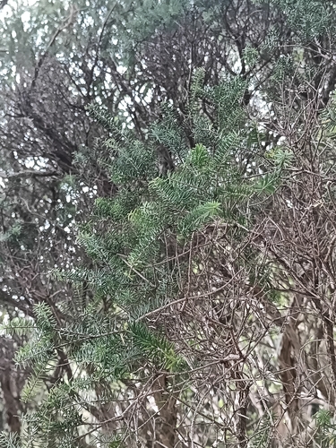 Melaleuca howeana observed 2025-08-25