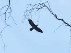 Corvus corax