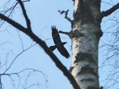 Corvus corax