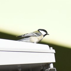 Parus minor