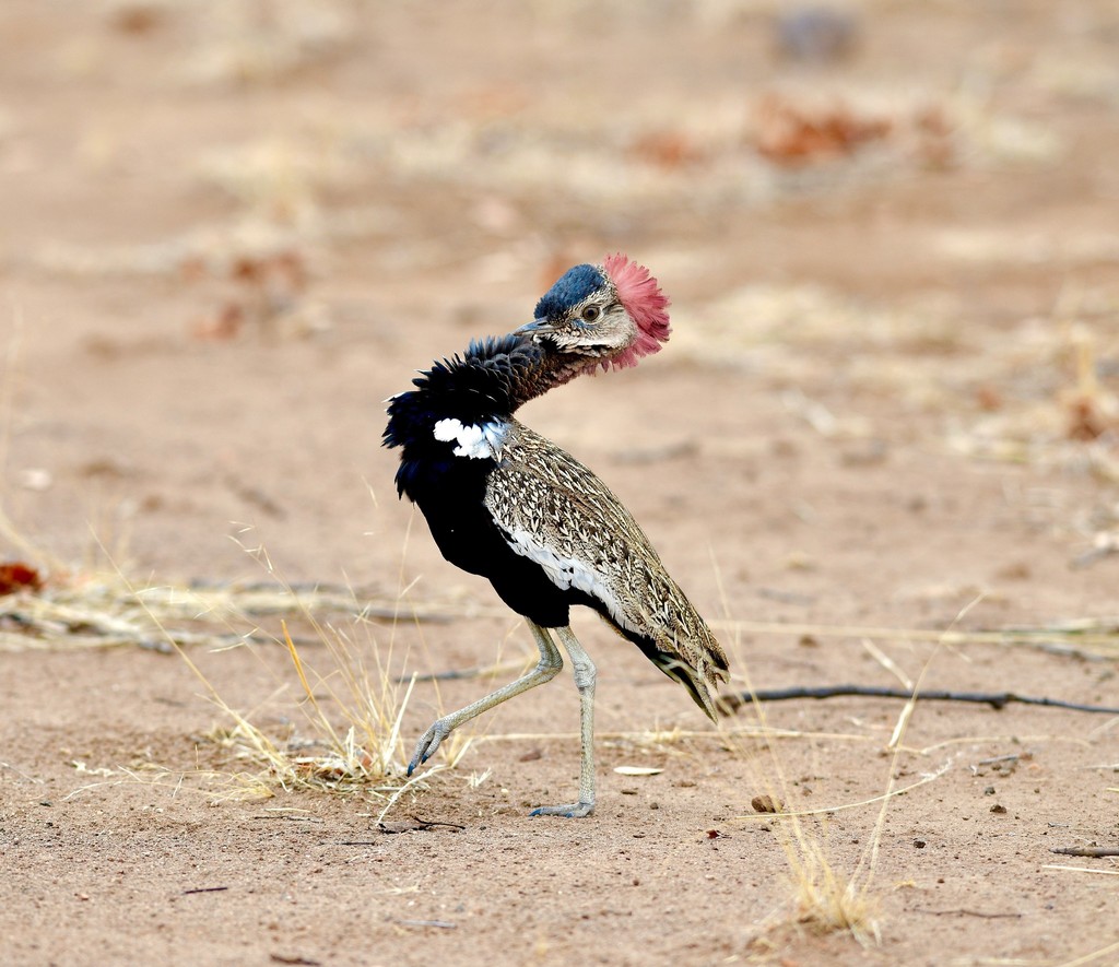 Red-crested Bustard photo