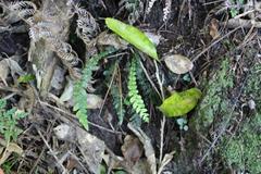 Blechnum membranaceum