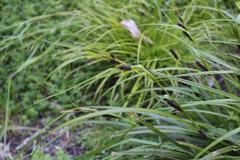 Carex solandri
