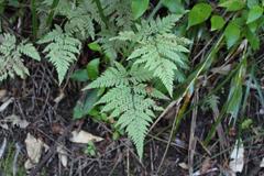 Parapolystichum microsorum pentangulare