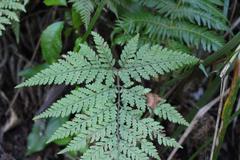 Parapolystichum microsorum pentangulare