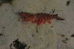 Penaeus semisulcatus