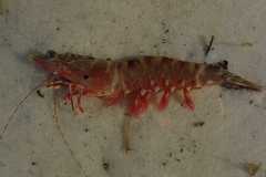 Penaeus semisulcatus