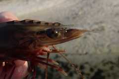 Penaeus semisulcatus