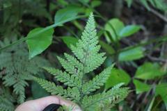 Parapolystichum microsorum pentangulare