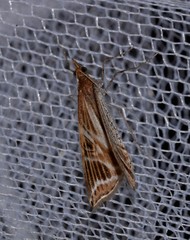 Phrataria transcissata