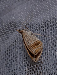 Phrataria transcissata