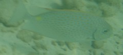 Siganus guttatus