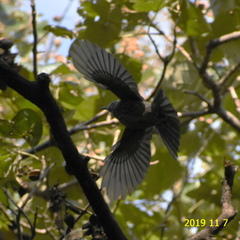 Hypsipetes amaurotis
