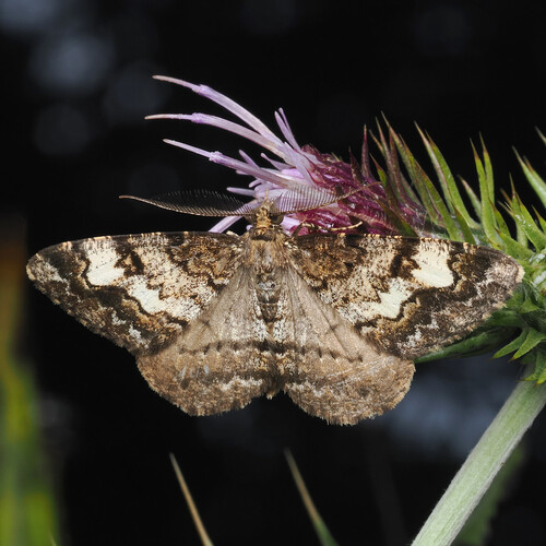Alcis medialbifera
