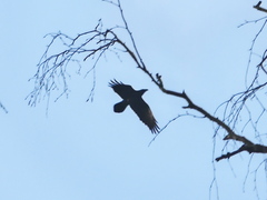 Corvus corax
