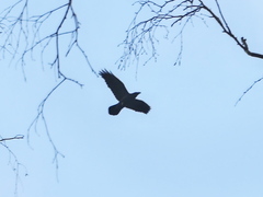 Corvus corax