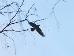 Corvus corax