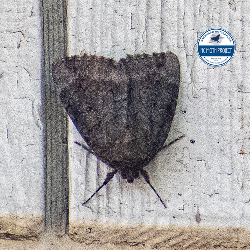 Residua Underwing photo 6