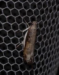 Xylorycta melaleucae