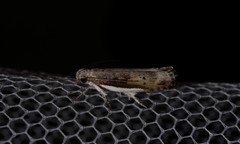 Xylorycta melaleucae