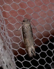 Xylorycta melaleucae