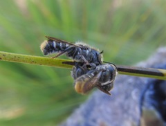 Megachile