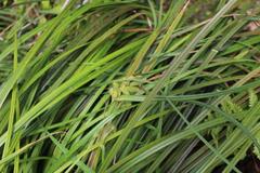 Carex lessoniana