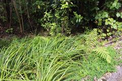 Carex lessoniana