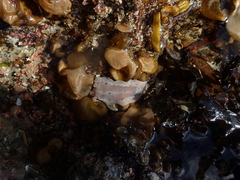 Alloiodoris lanuginata