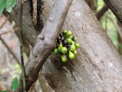elbowleaf (Tiliacora funifera)