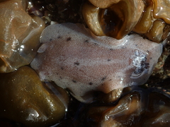 Alloiodoris lanuginata