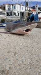 Mustelus mustelus