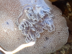 Alloiodoris lanuginata